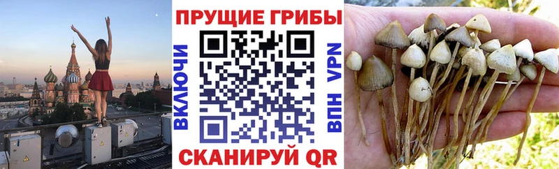 Купить закладки  Гай  Галлюциногенные грибы прущие грибы 