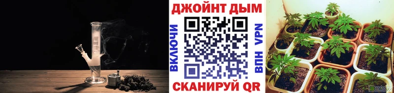 Конопля план Купить Гай